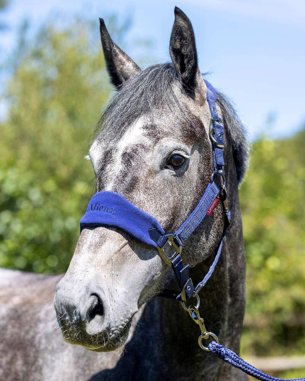 Ink Blue coloured LeMieux Vogue Headcollar &amp; Leadrope on blurry sky background 