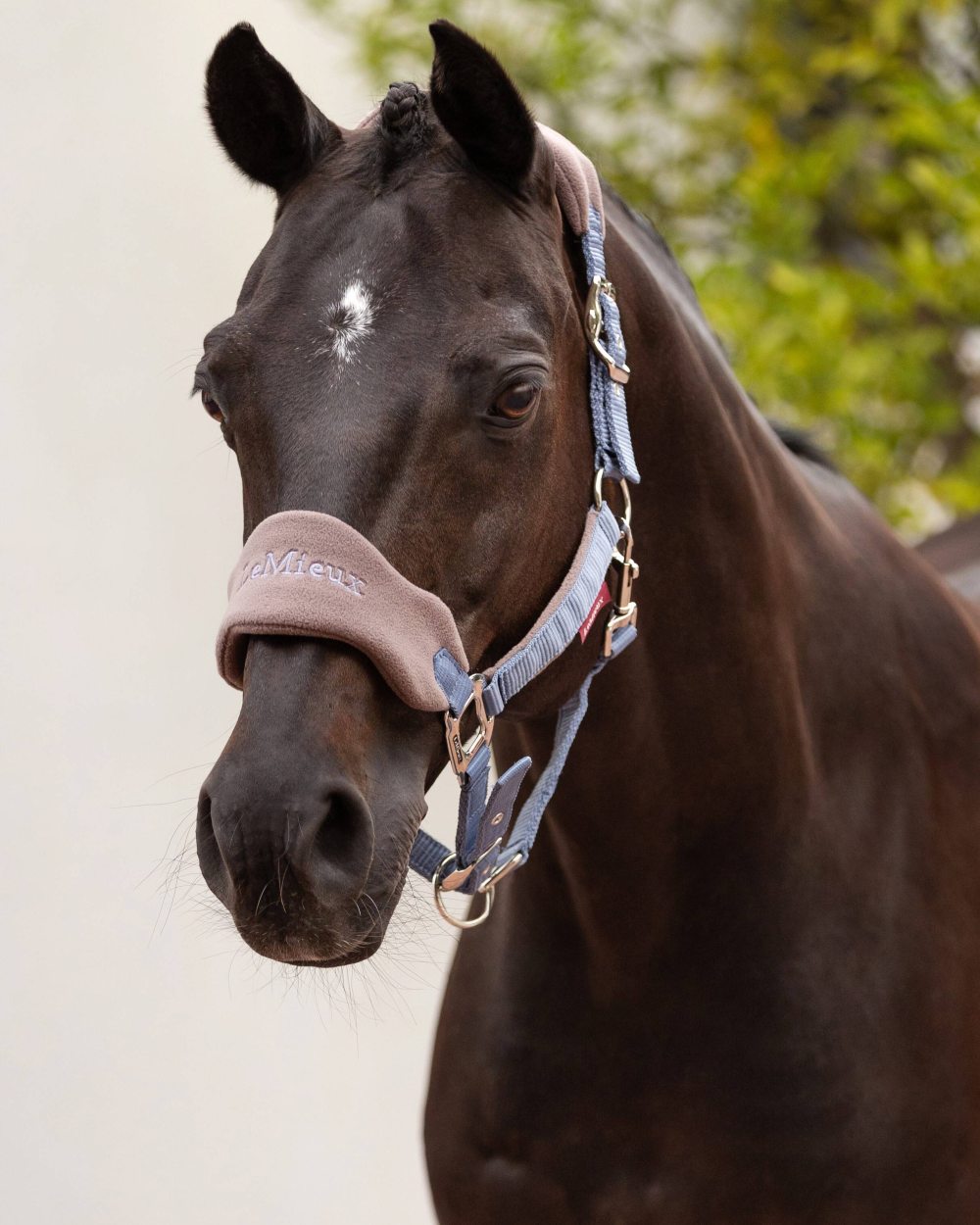 Jay Blue coloured LeMieux Vogue Headcollar &amp; Leadrope on blurry background 