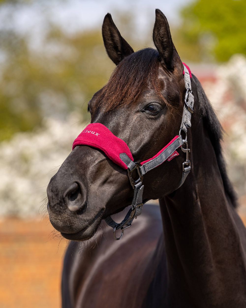 Mulberry coloured LeMieux Vogue Headcollar &amp; Leadrope on blurry background 