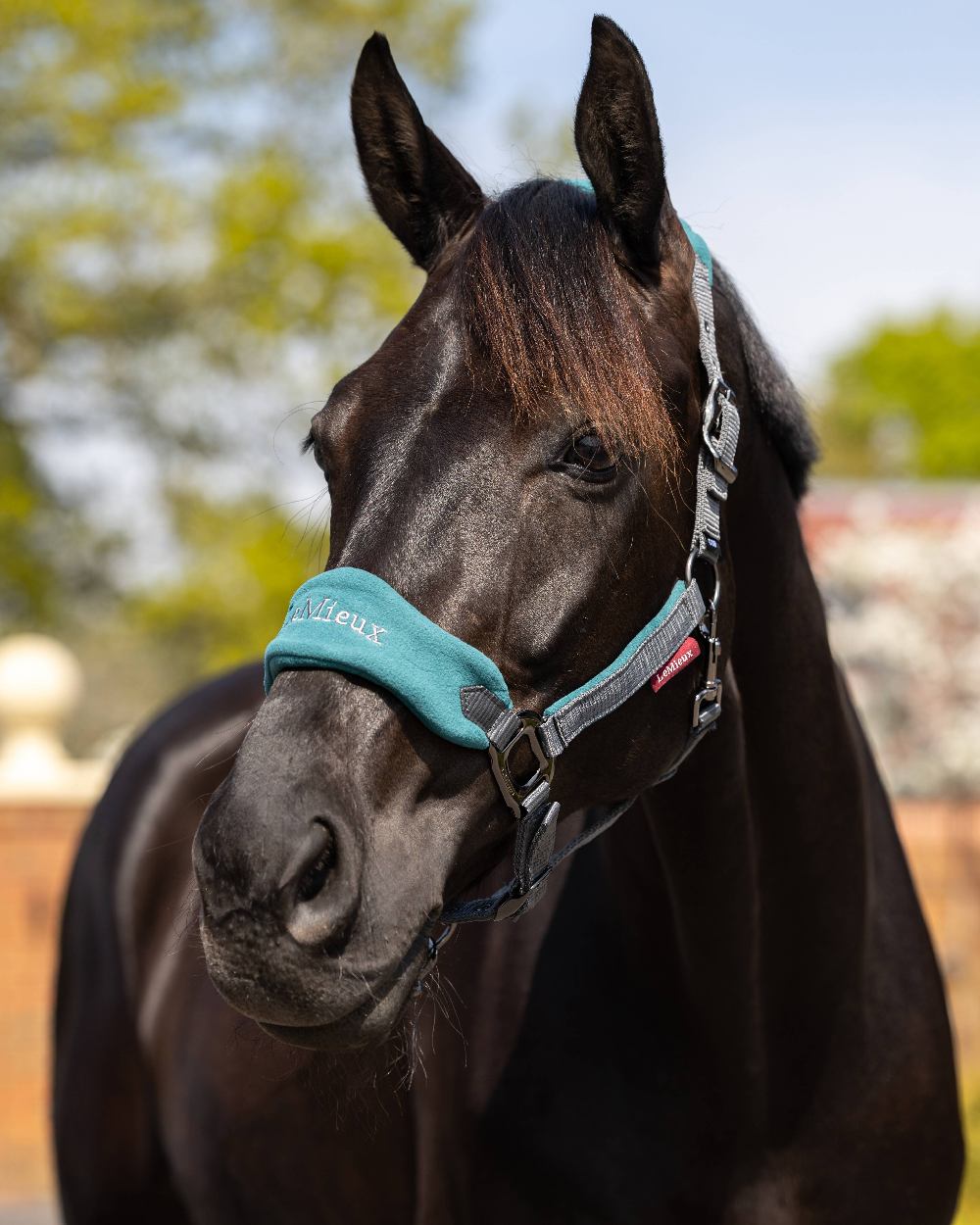 Peacock coloured LeMieux Vogue Headcollar &amp; Leadrope on blurry sky background 