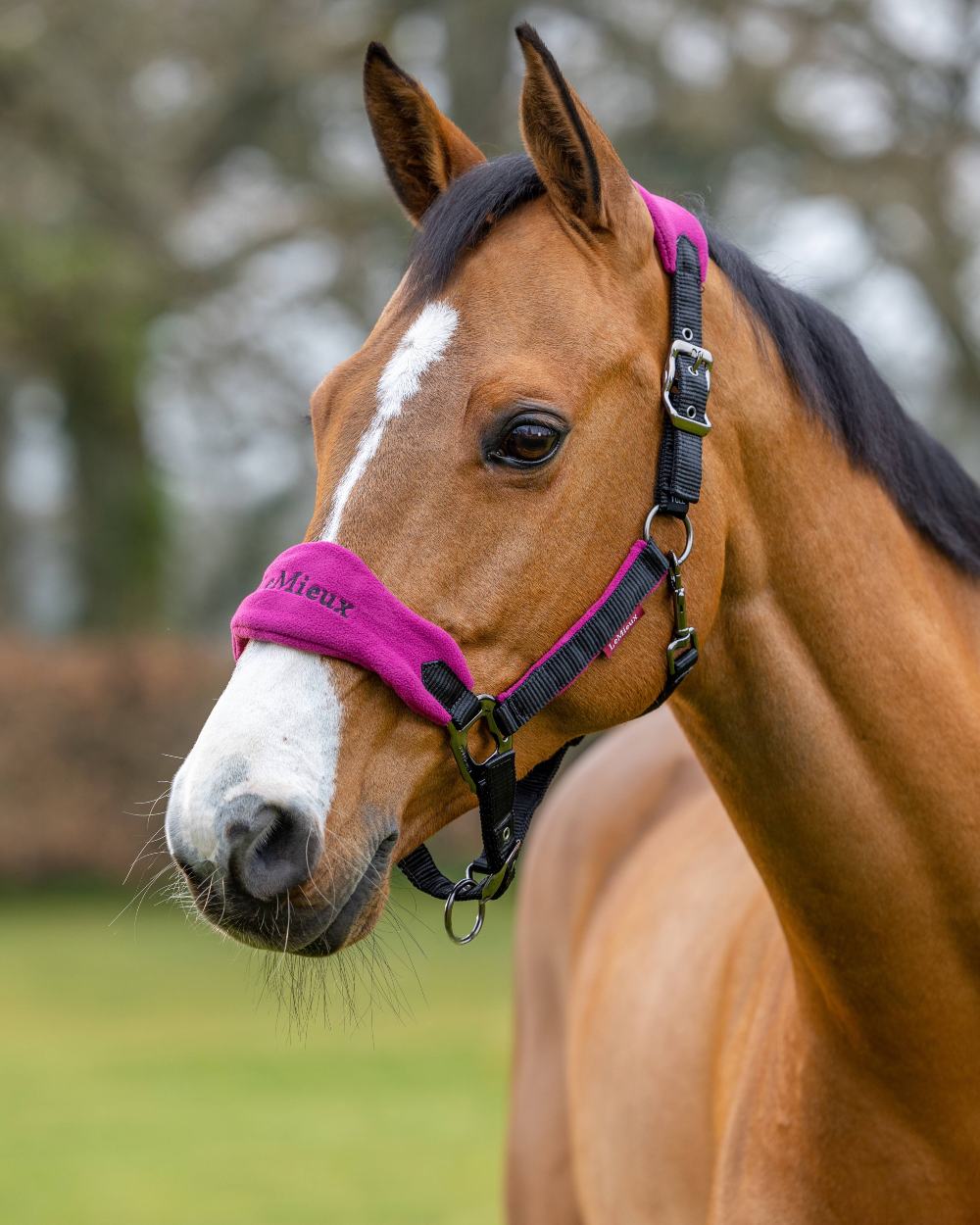 Plum coloured LeMieux Vogue Headcollar &amp; Leadrope on blurry tree background 