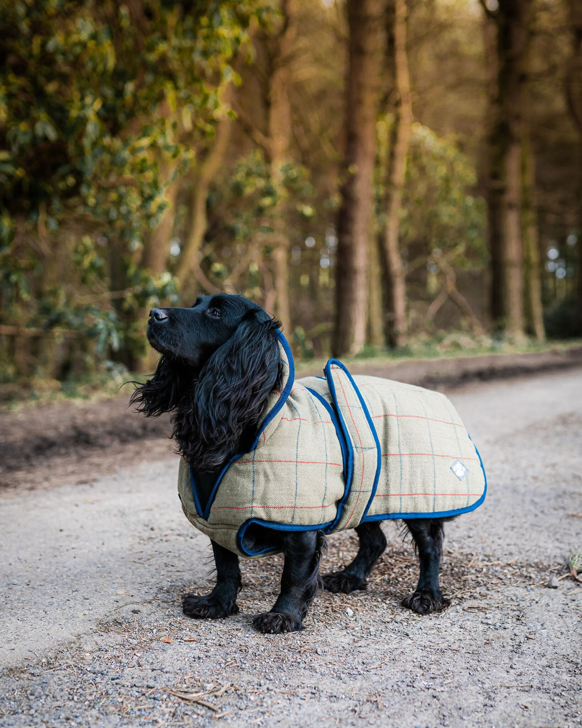 Danish Design Tweed Dog Coat in Green