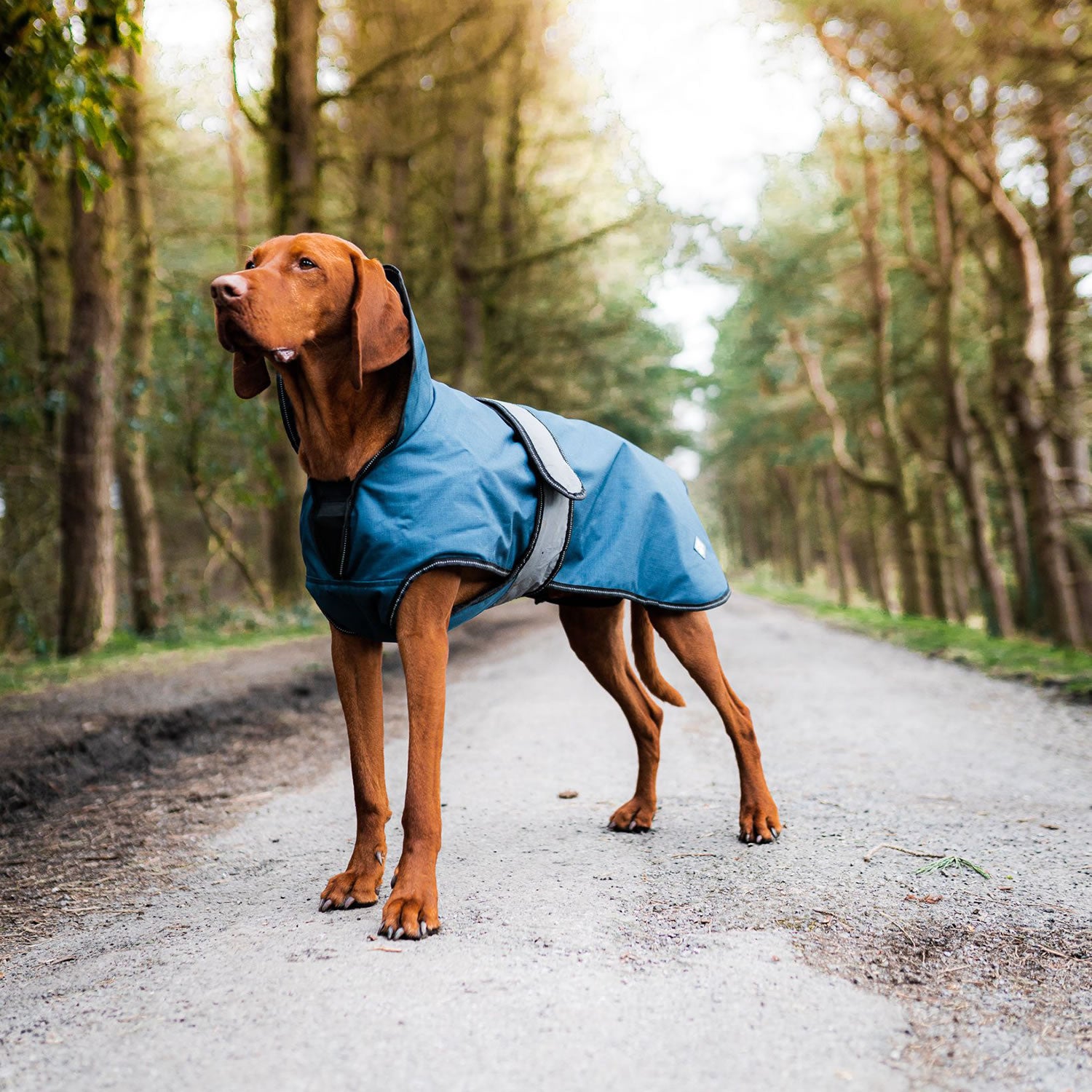 Danish Design Ultimate 2 In 1 Dog Coat in Blue