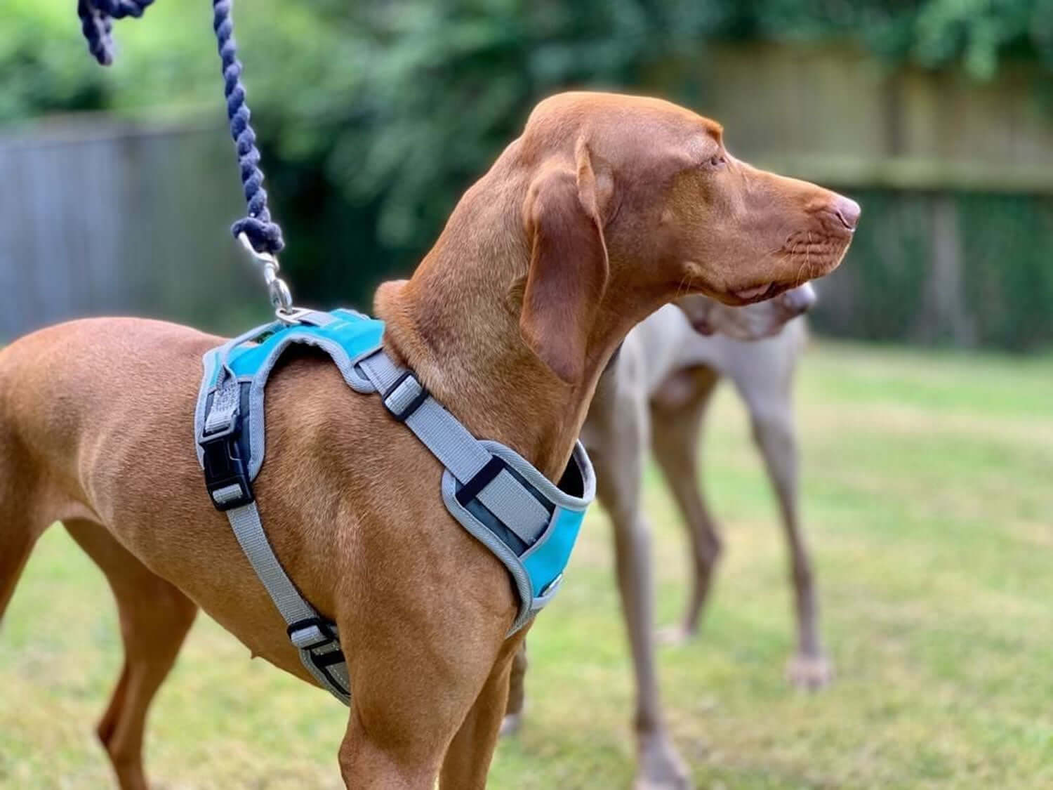 Henry Wag Dog Travel Harness In Blue/Grey