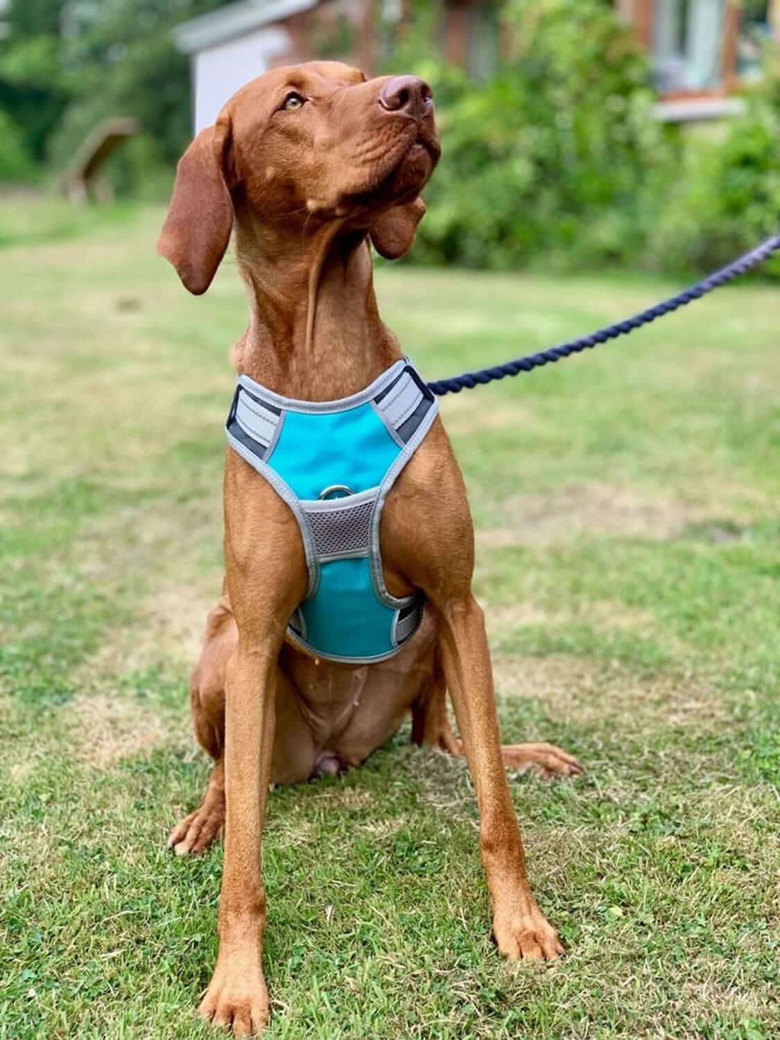 Henry Wag Dog Travel Harness In Blue/Grey