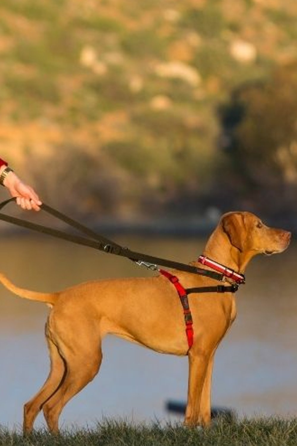 Halti Front Control Harness in Red/Black