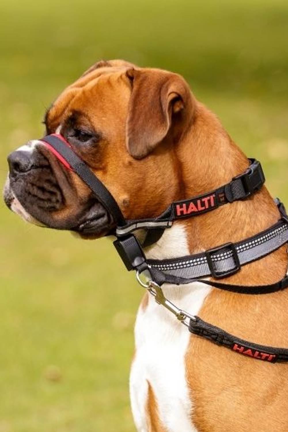 Halti dog best sale collars uk