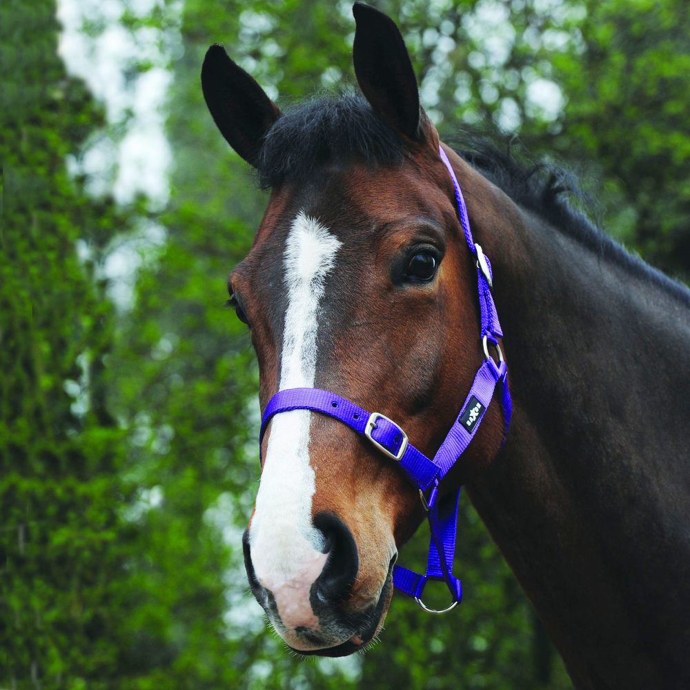 Saxon Economy Headcollar in Purple 