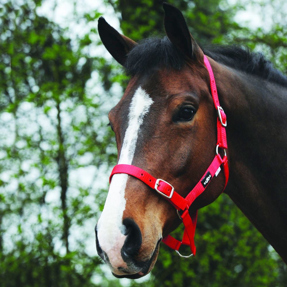 Saxon Economy Headcollar in Red 