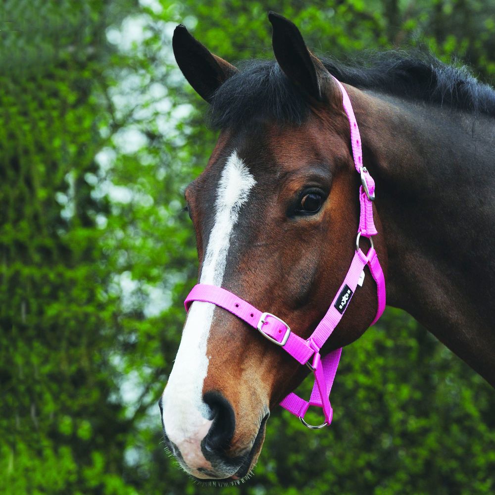 Saxon Economy Headcollar in Pink 