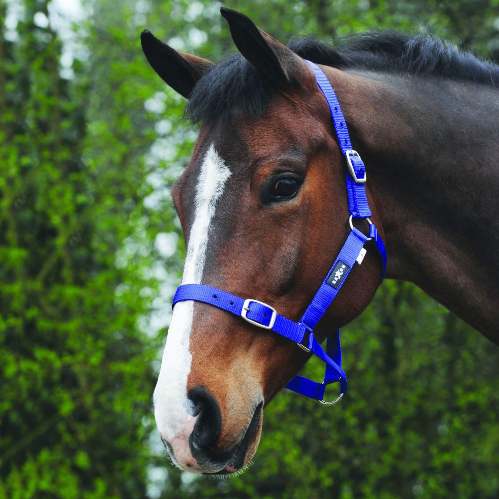 Saxon Economy Headcollar in Royal Blue 