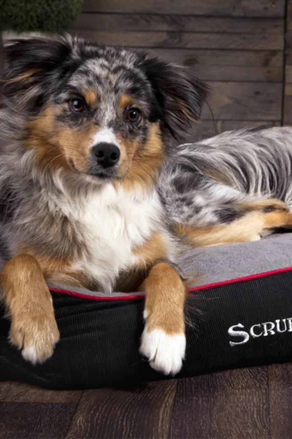 Scruffs Thermal Box Bed in Black