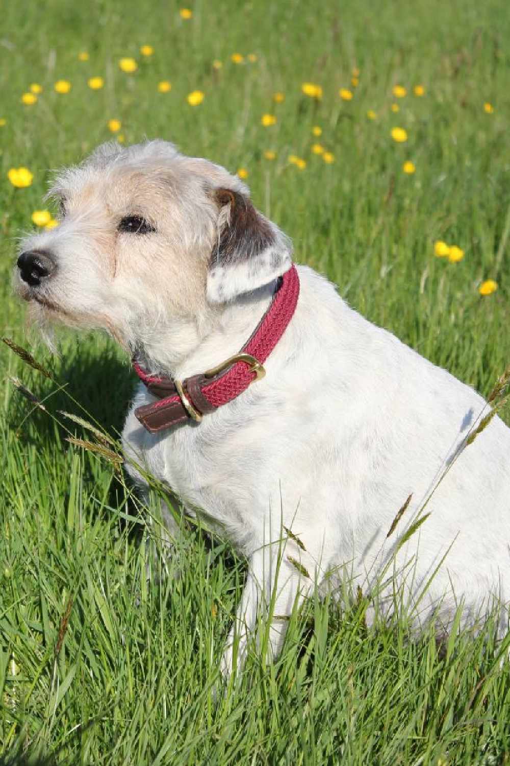 WeatherBeeta Plaited Dog Collar in Maroon/Brown 