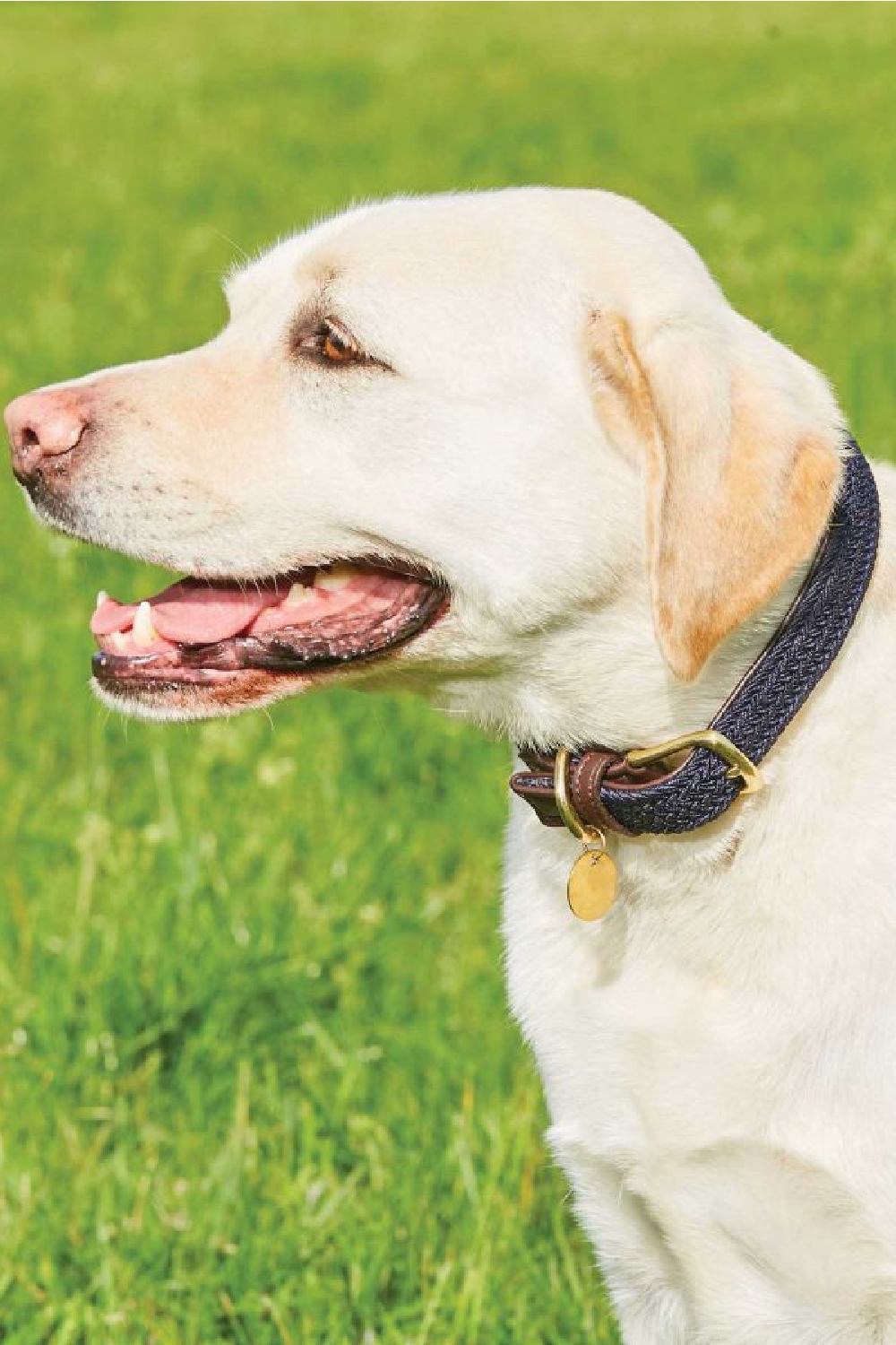 WeatherBeeta Plaited Dog Collar in Navy/Brown 
