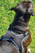  WeatherBeeta Elegance Dog Harness in Black