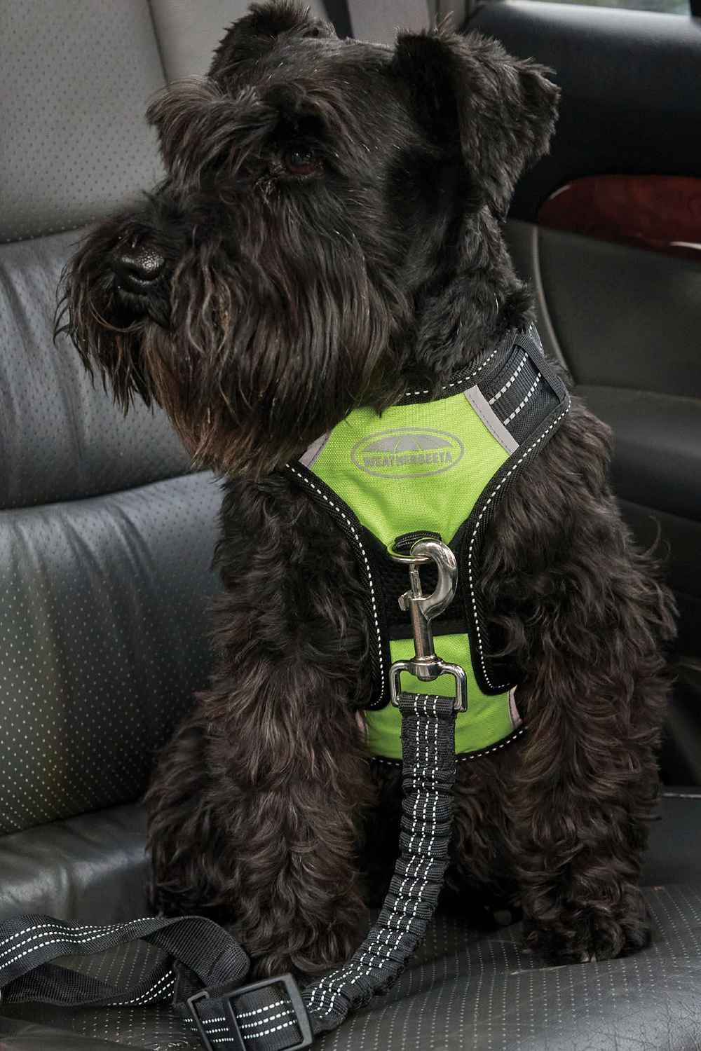 WeatherBeeta Anti Pull/Travel Harness In Black/Yellow 