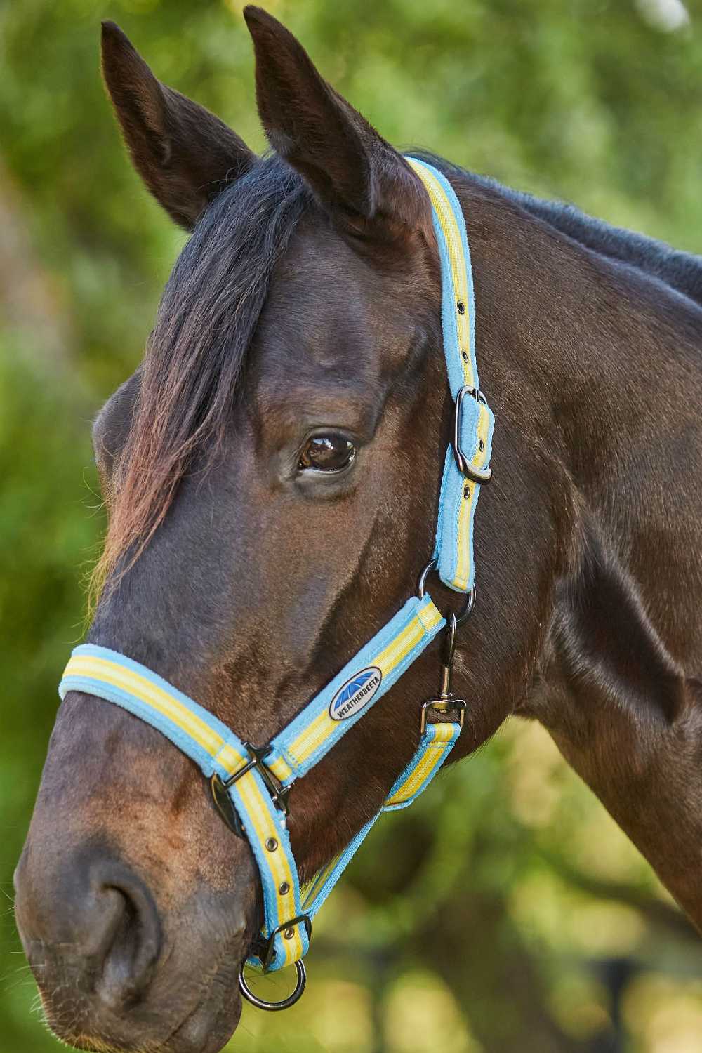 WeatherBeeta Coordinate Headcollar In Light Blue/Gold/Sand