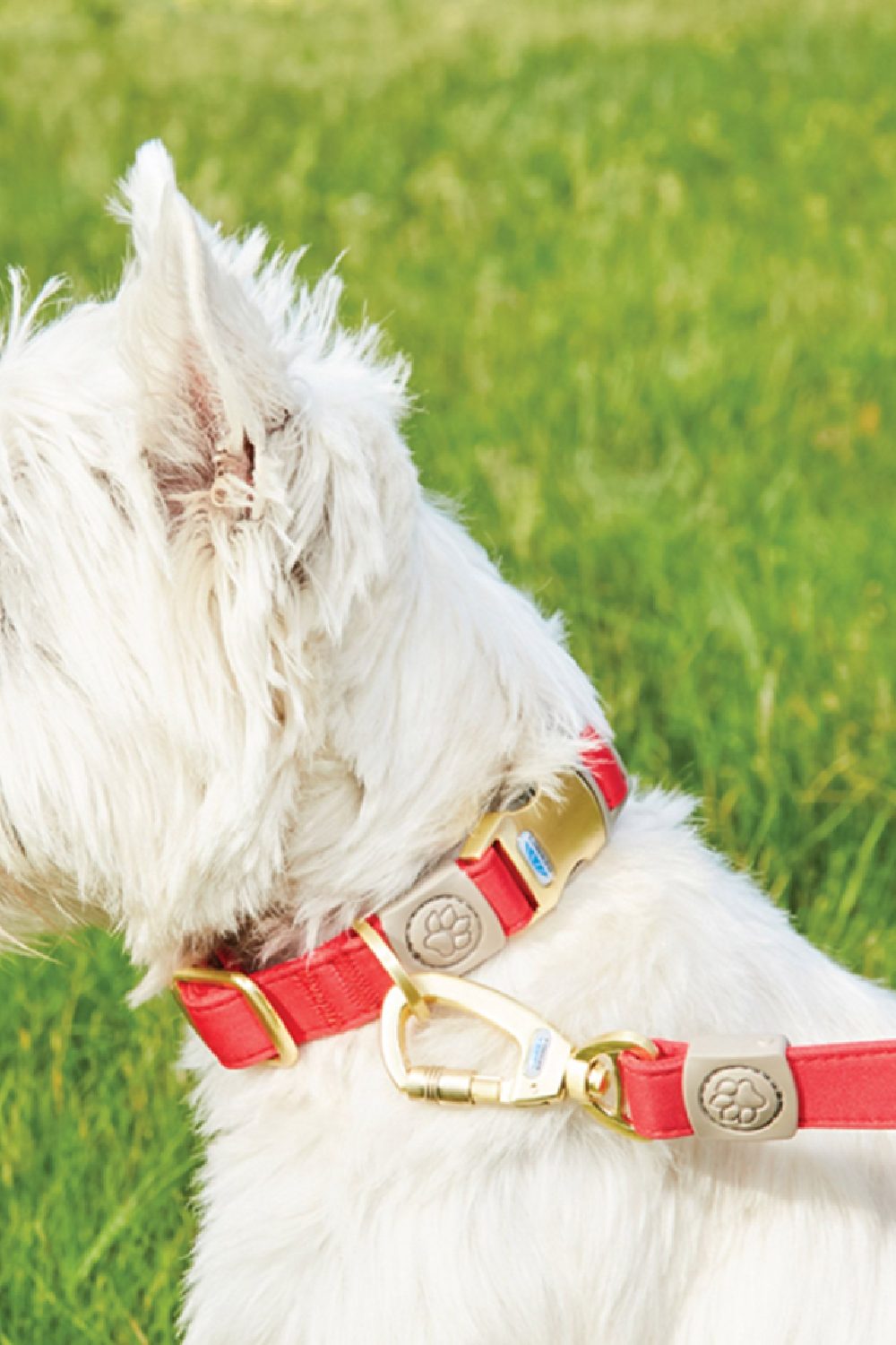 WeatherBeeta Elegance Dog Collar in Red