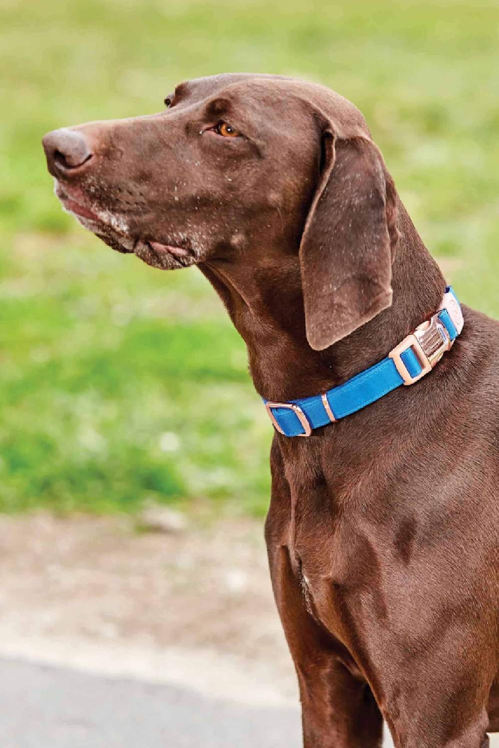 WeatherBeeta Elegance Dog Collar in Blue