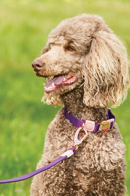 WeatherBeeta Elegance Dog Lead in Purple