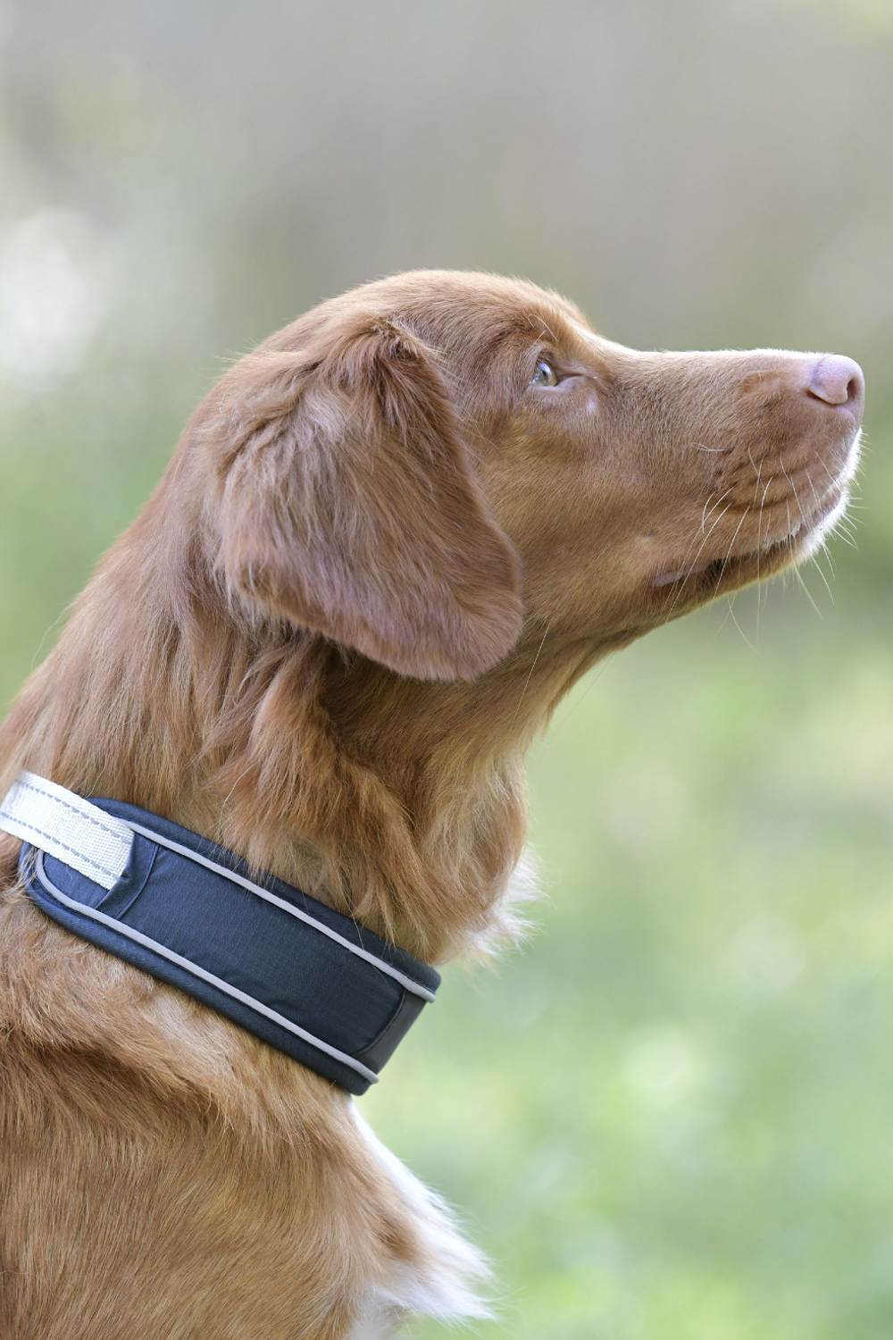 WeatherBeeta Explorer Dog Collar In Navy