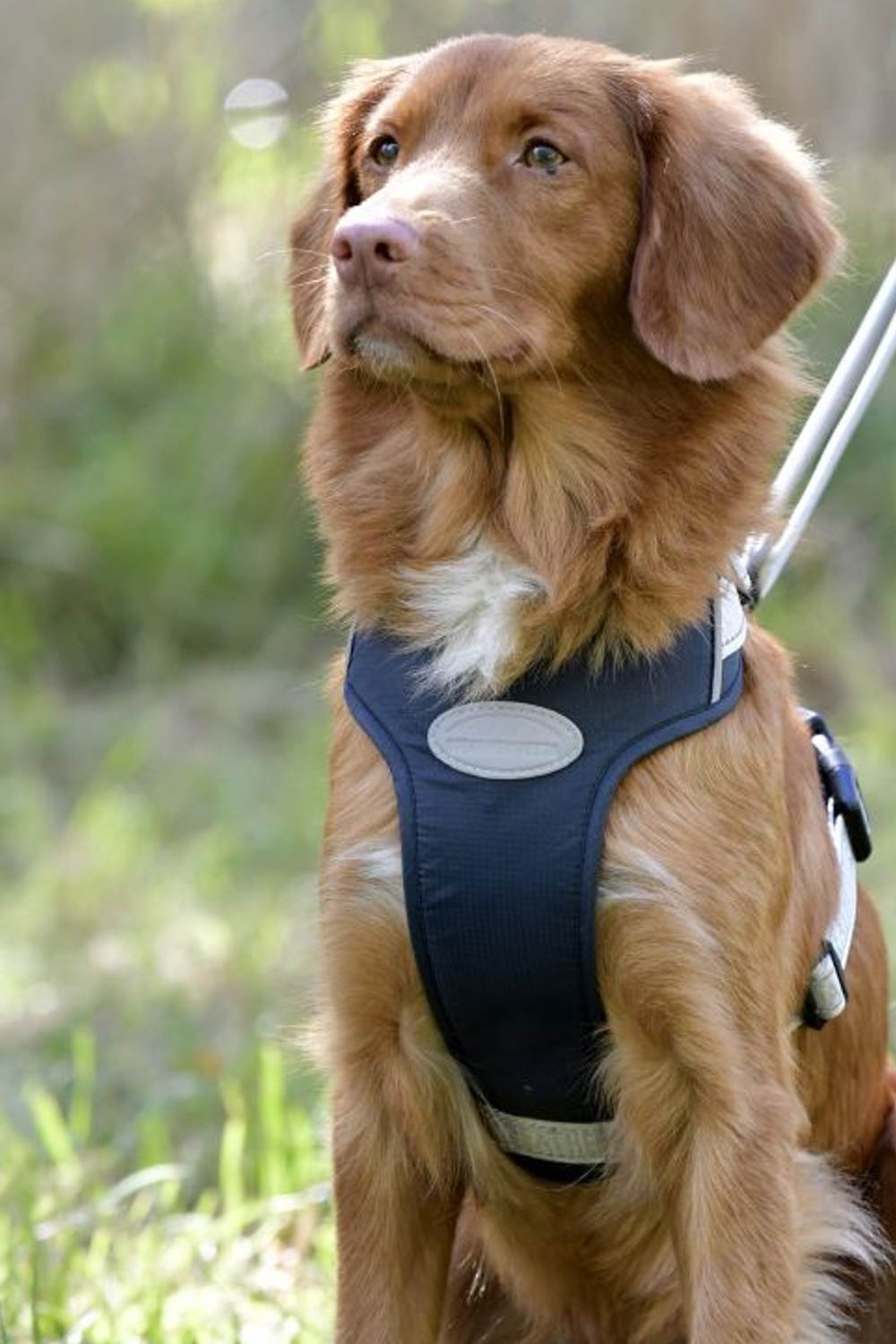 WeatherBeeta Explorer Dog Harness In Navy
