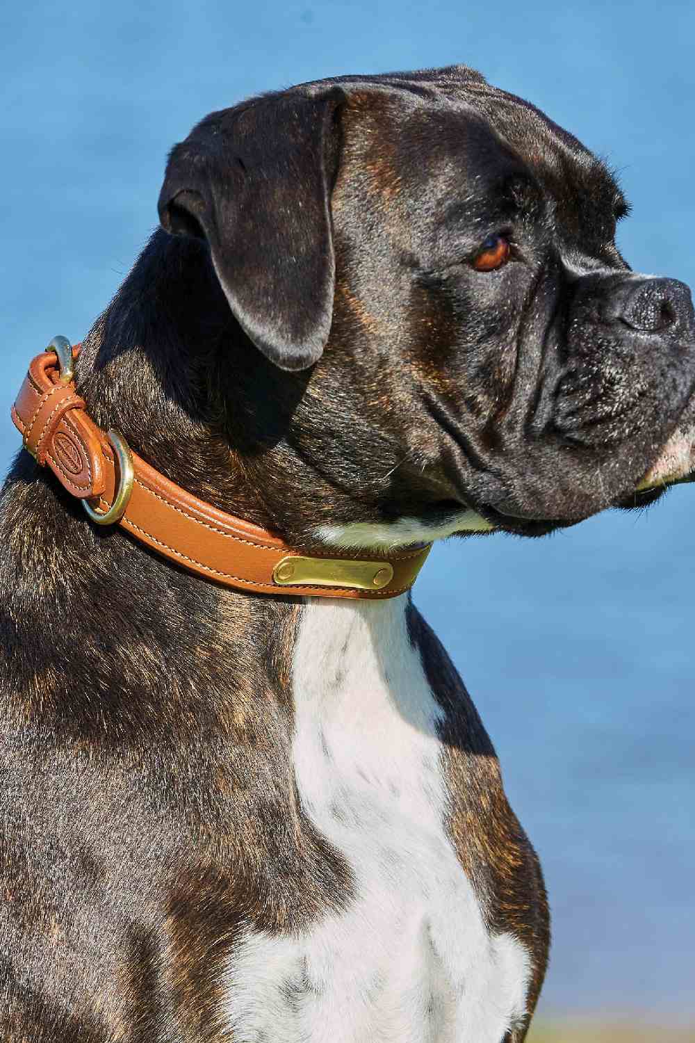 WeatherBeeta Padded Leather Dog Collar in Tan 