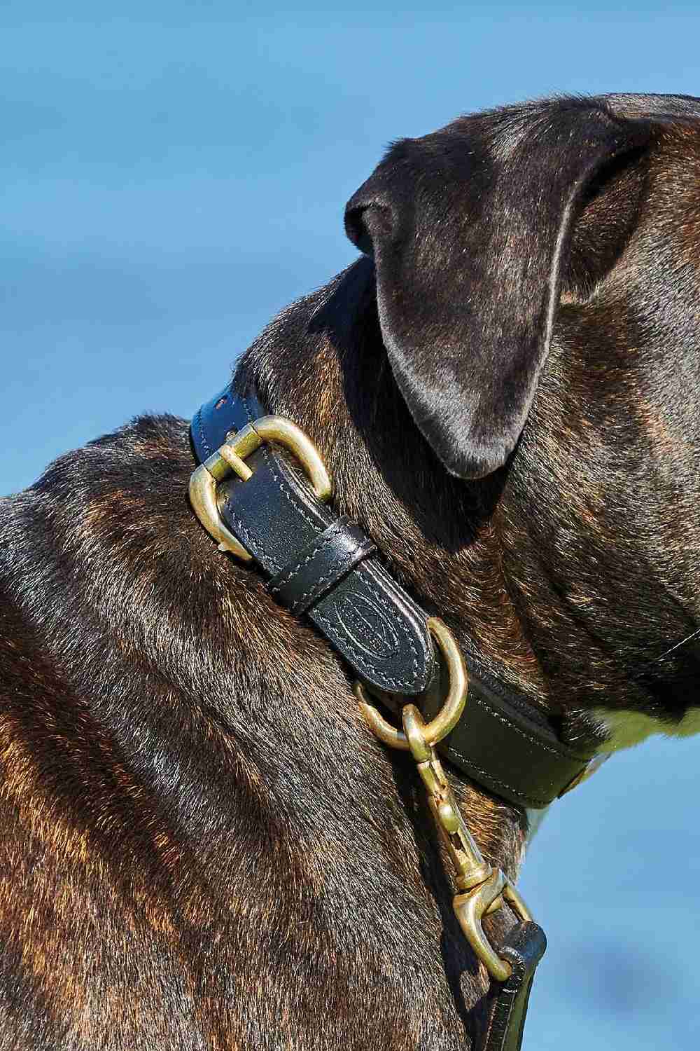 WeatherBeeta Padded Leather Dog Collar in Black 