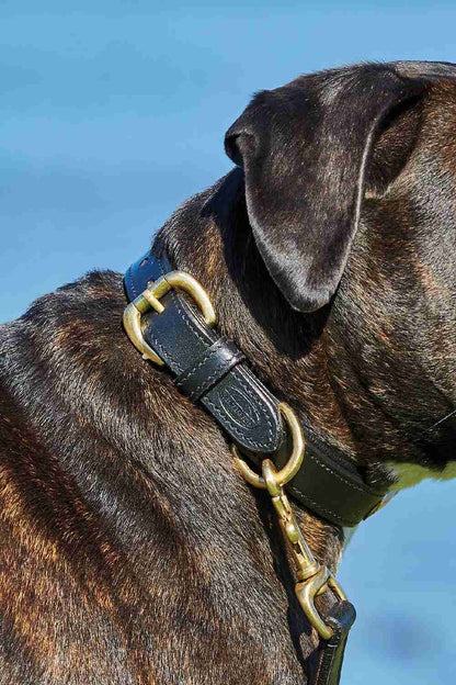 WeatherBeeta Padded Leather Dog Collar in Black 