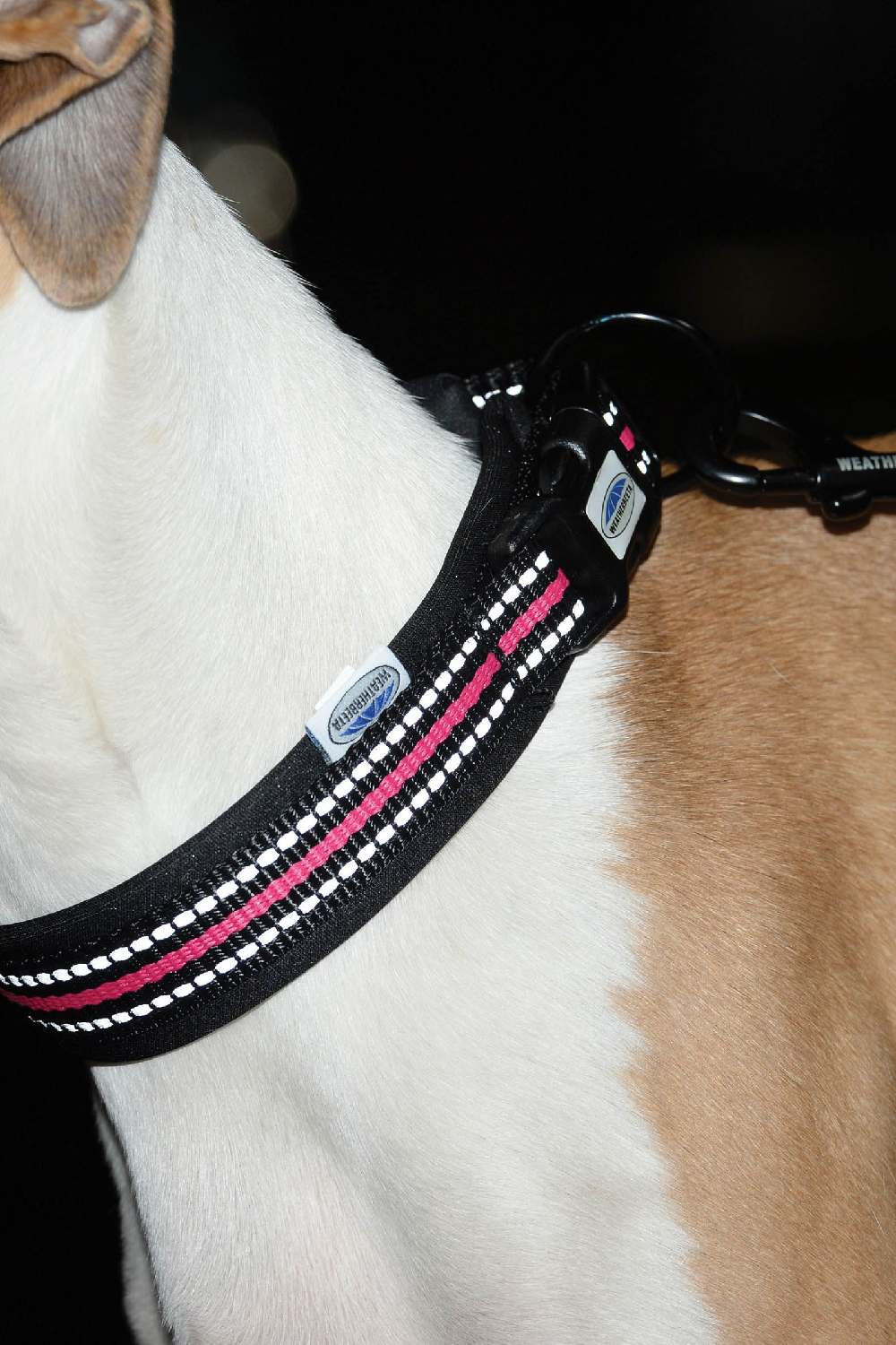 WeatherBeeta Reflective Dog Collar in Black/Pink 