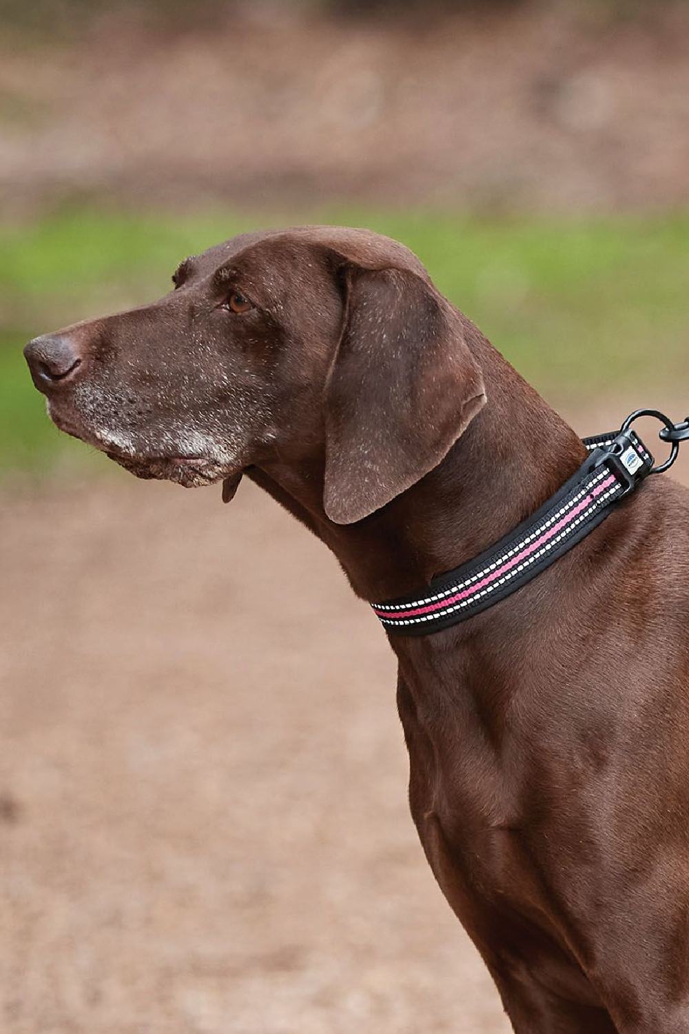 WeatherBeeta Reflective Dog Collar in Black/Pink 