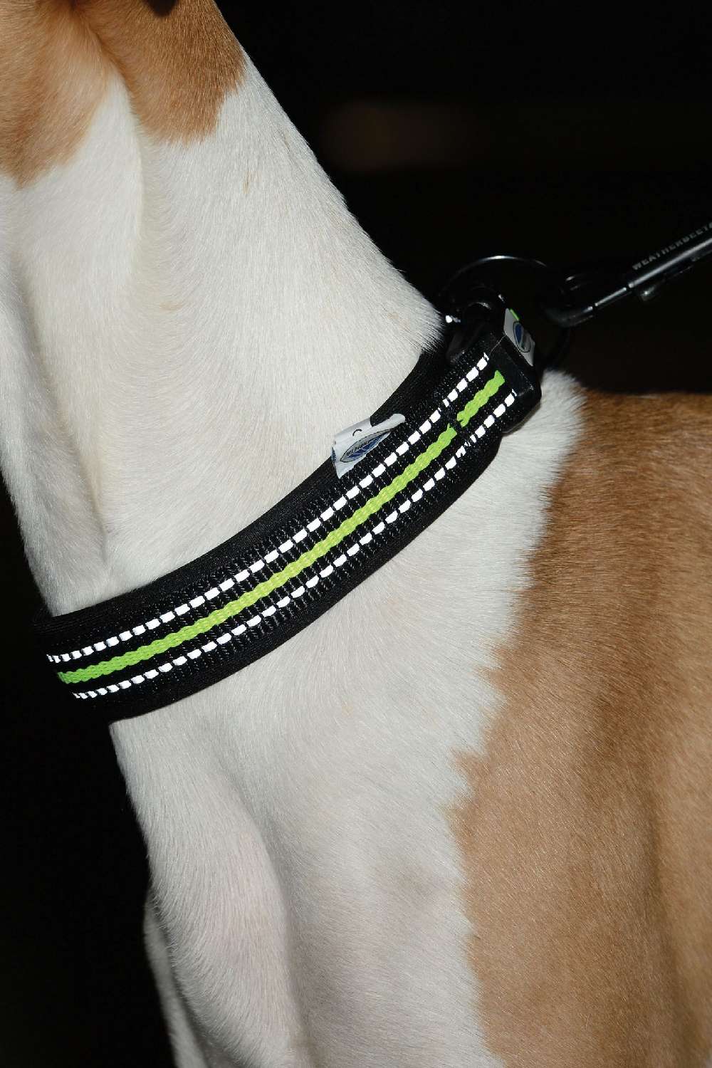 WeatherBeeta Reflective Dog Collar in Black/Yellow 