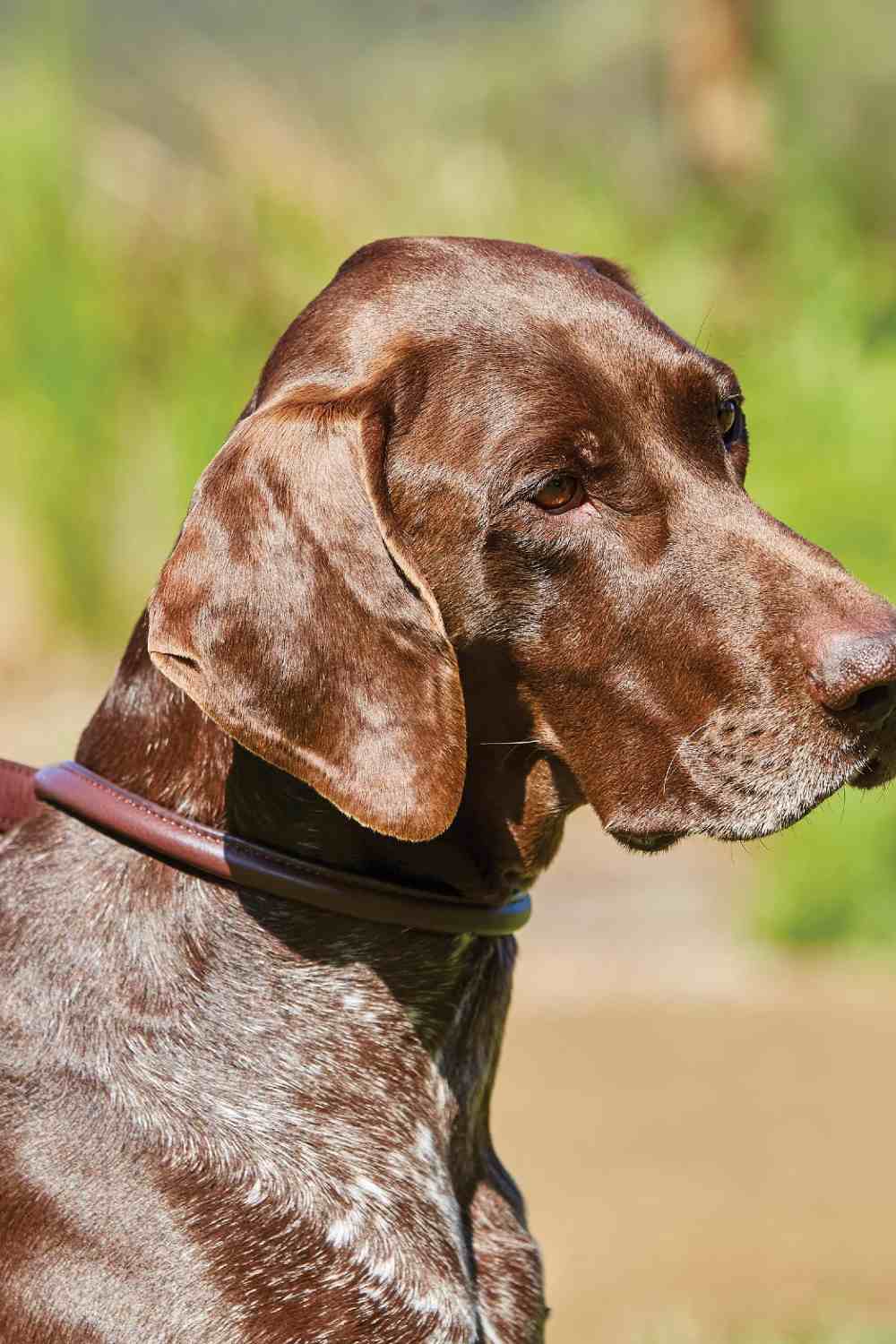 WeatherBeeta Rolled Leather Dog Collar In Maroon 