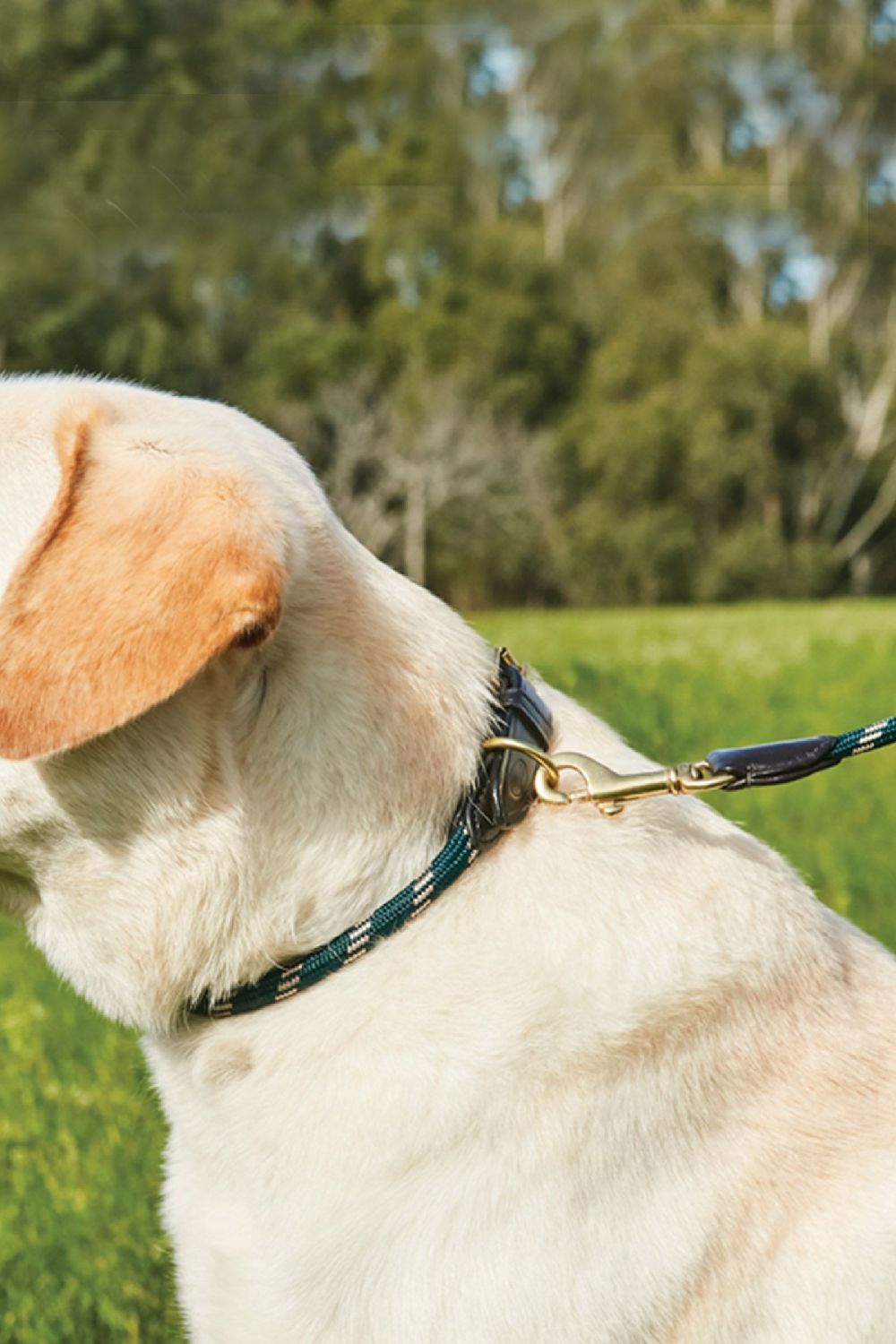 WeatherBeeta Rope Leather Dog Collar in Hunter Green/Brown 