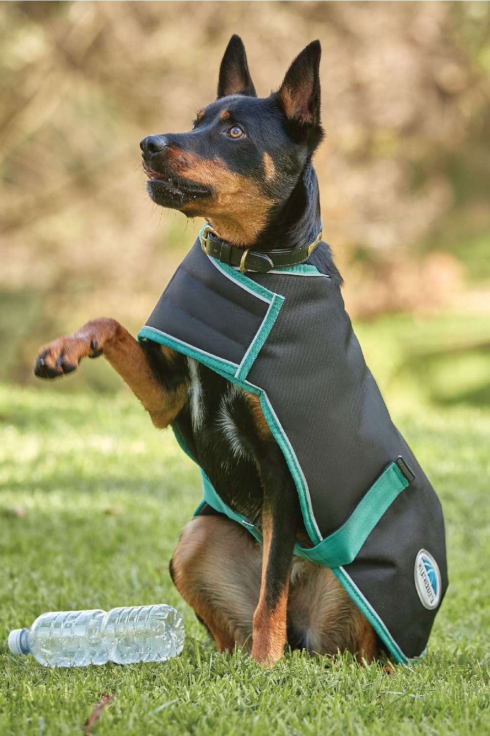 WeatherBeeta Green-Tec 900D Dog Coat Lite Plus in Black/Bottle Green