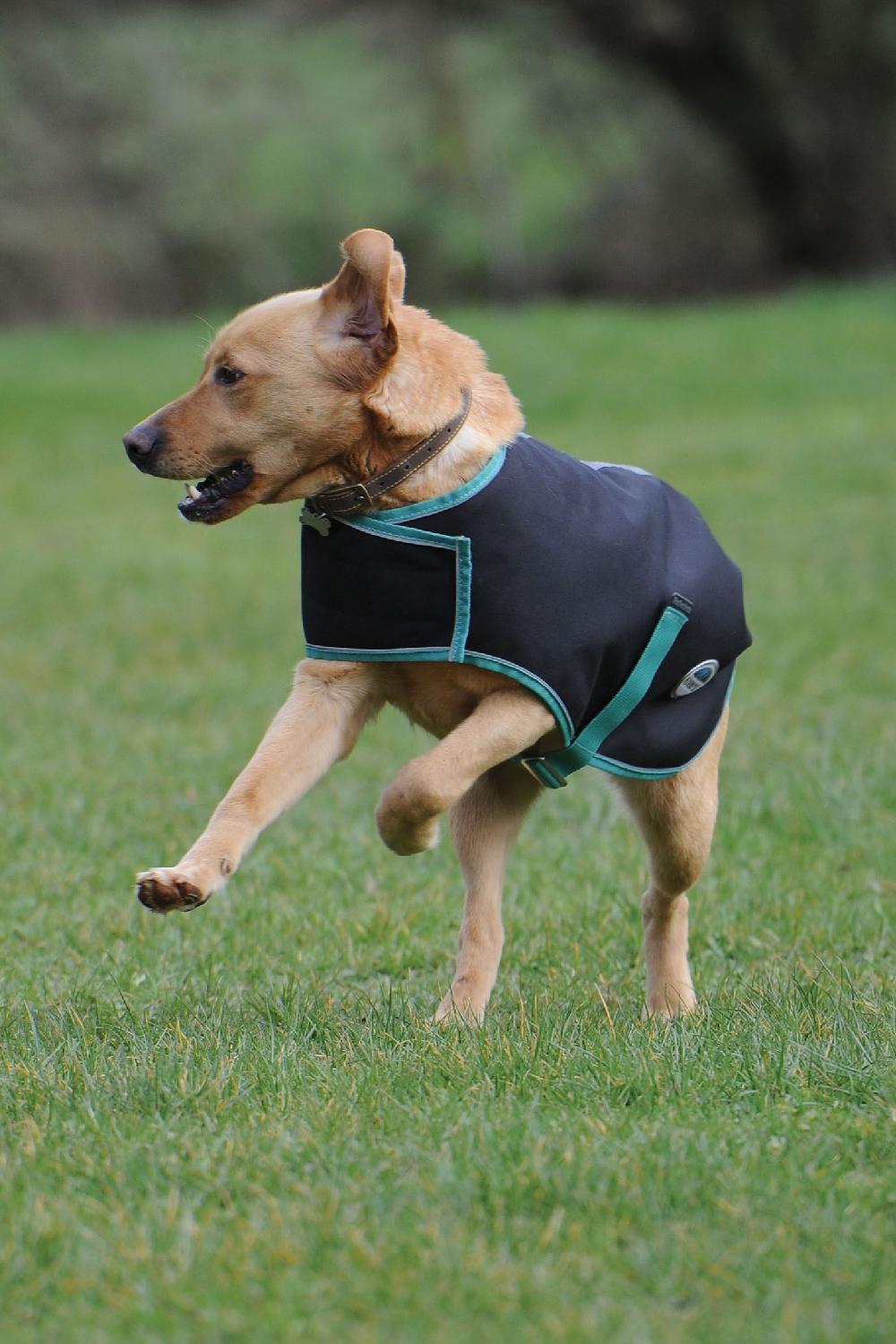 WeatherBeeta Green-Tec 900D Dog Coat Lite Plus in Black/Bottle Green