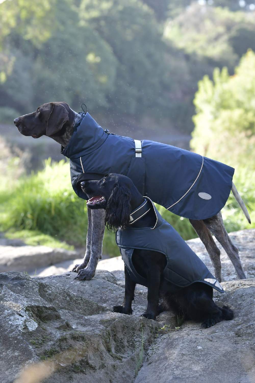 Weatherbeeta Explorer Medium Dog Coat in Navy