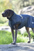 Weatherbeeta Explorer Medium Dog Coat in Navy