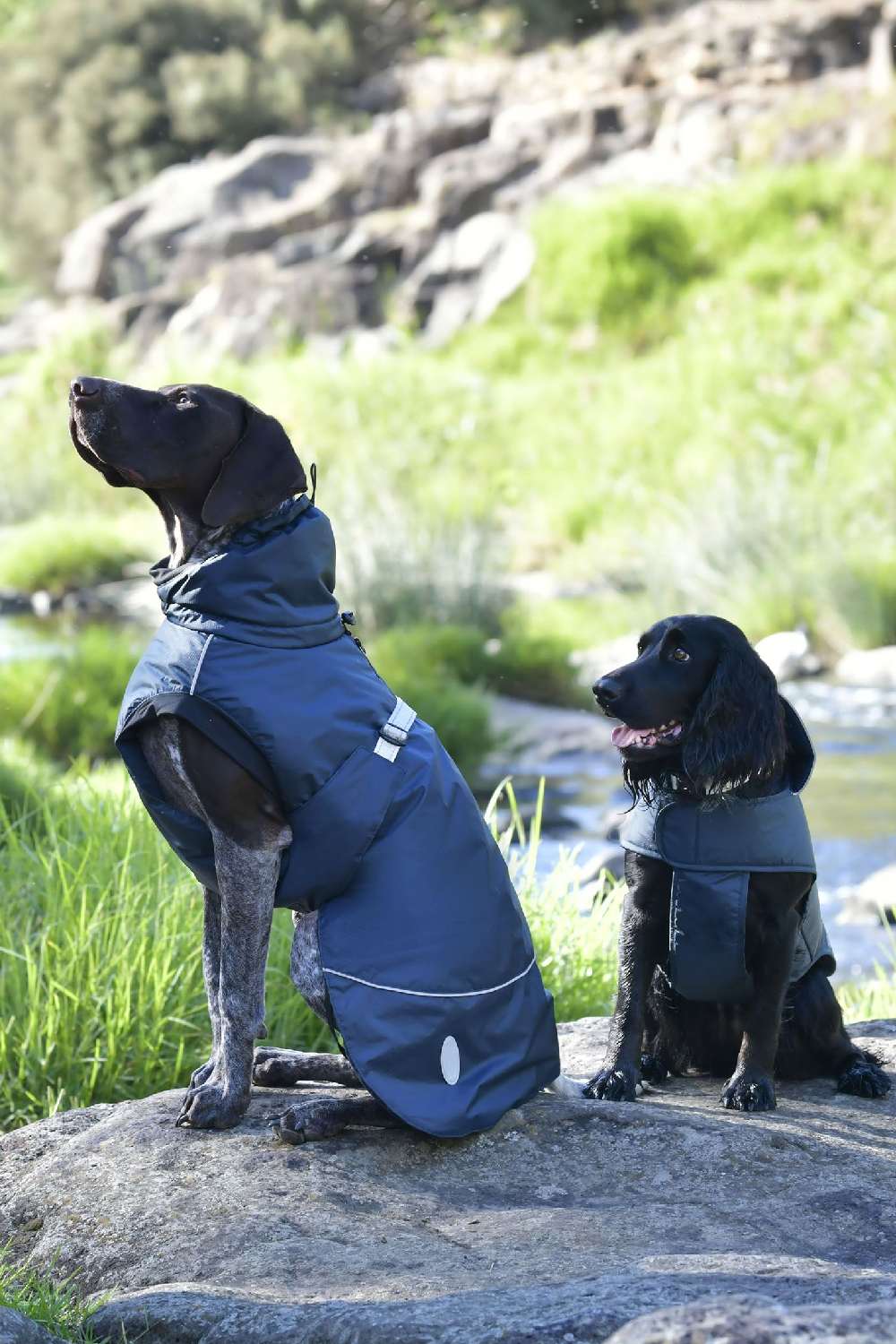 Weatherbeeta Explorer Medium Dog Coat in Navy