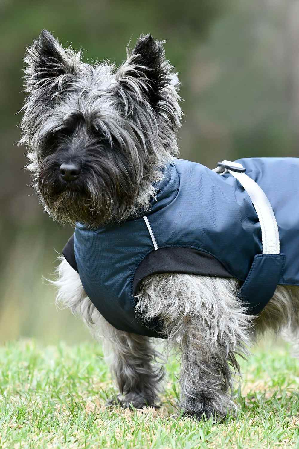 Weatherbeeta Explorer Medium Dog Coat in Navy