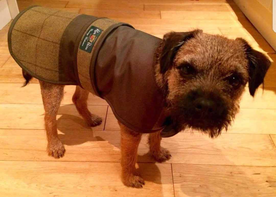 Small dog dog coat
